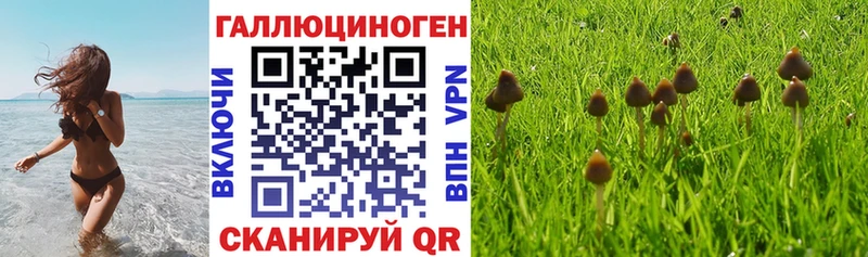 хочу наркоту  Каменка  Галлюциногенные грибы Cubensis 